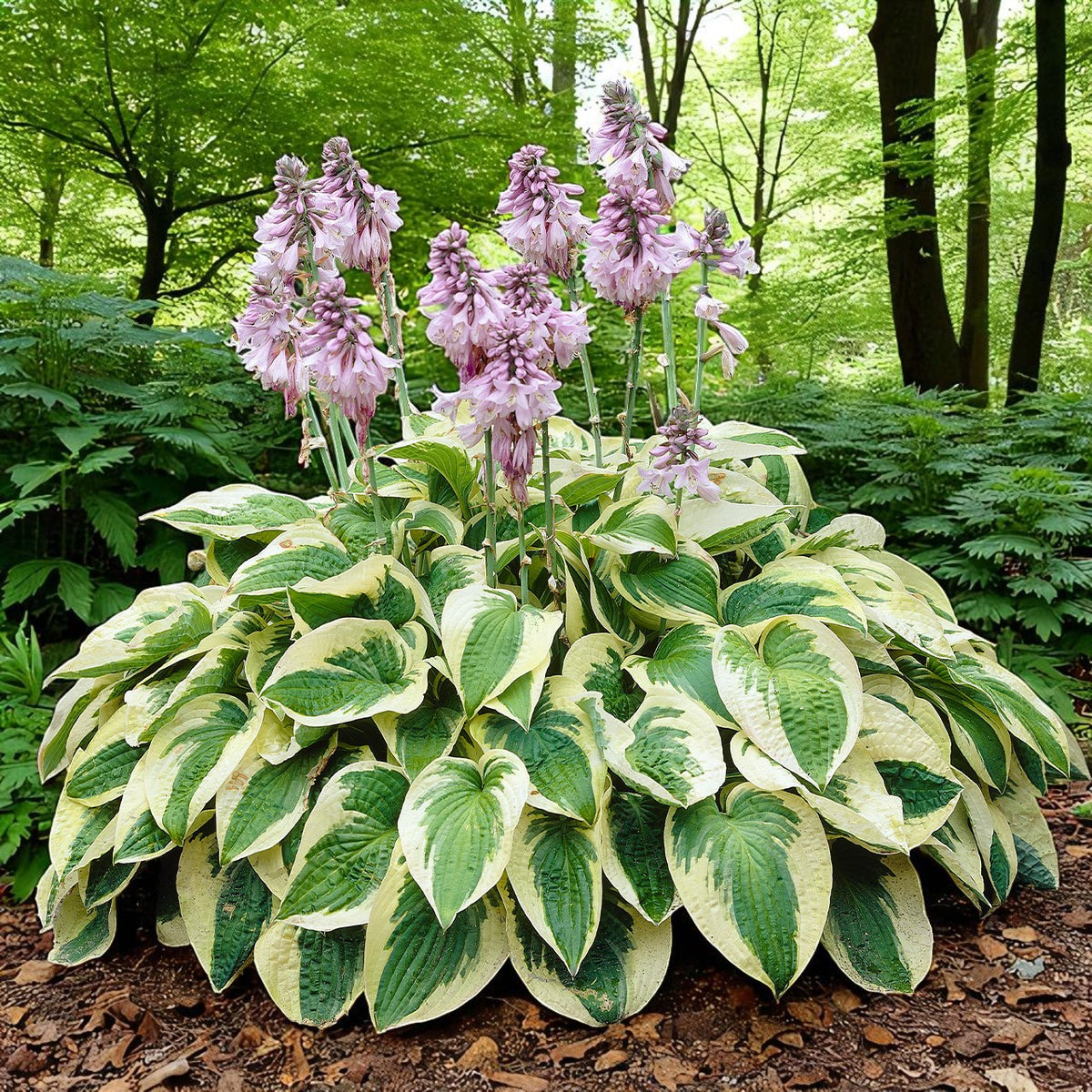 Hosta Wide Brim Bare Root  2