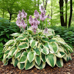 Hosta Wide Brim Bare Root  2