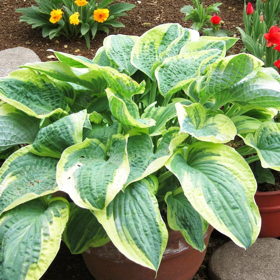 Hosta, Agapanthus & Veronica Bare Root Mix  2