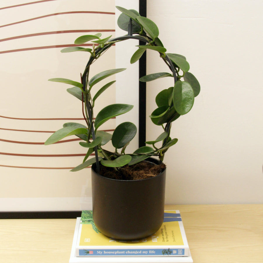 Hoya australis on Hoop HOYAAUSTHOOP-hoya australis on hoop Indoor-image1 1