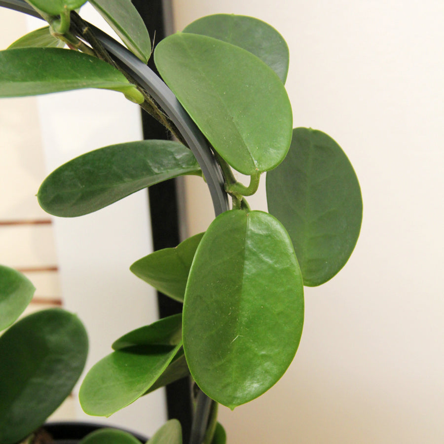 Hoya australis on Hoop HOYAAUSTHOOP-hoya australis on hoop indoor plant-image2 4