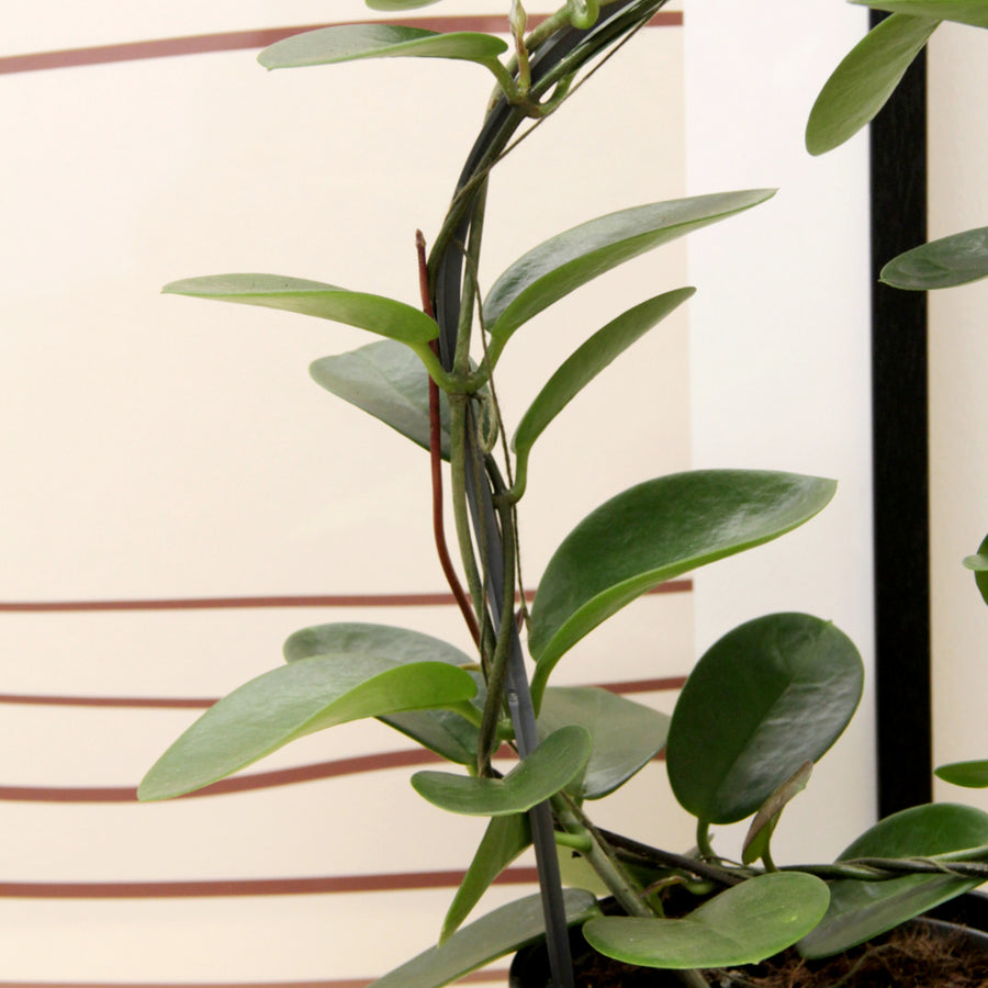 Hoya australis on Hoop HOYAAUSTHOOP-hoya australis on hoop indoor plant-image3 3