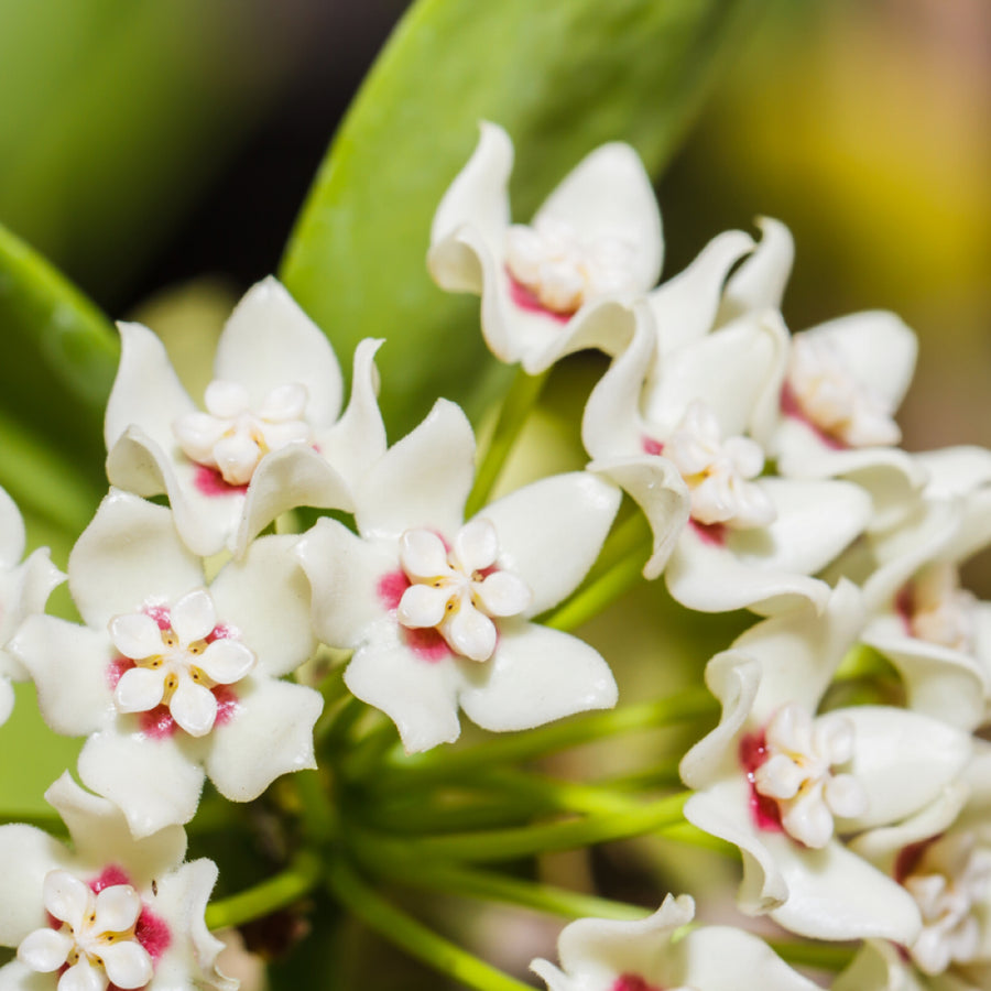 Hoya australis on Hoop HOYAAUSTHOOP-hoya australis on hoop indoor plant-image4 2