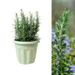 Herb Plants in Sage Plant Pot  1