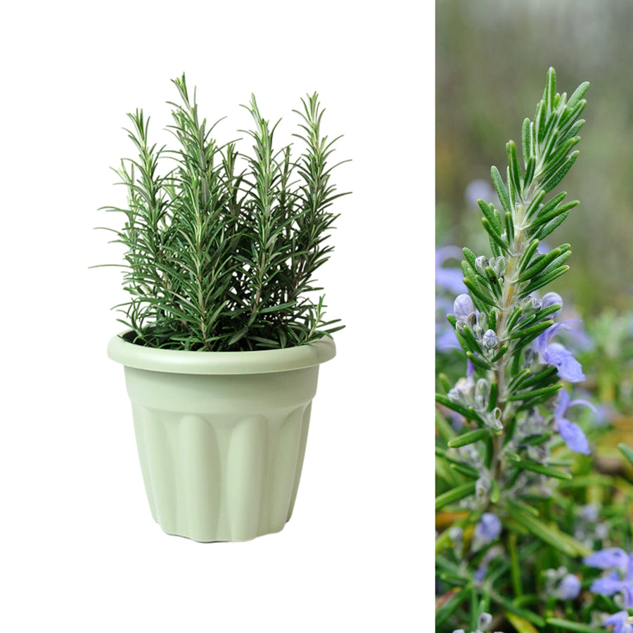 Herb Plants in Sage Plant Pot  1