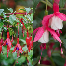 A close-up photograph showcasing two varieties of fuchsia flowers. One cluster displays deep red and purple petals, while a single flower on the right boasts a striking contrast of pink and white.