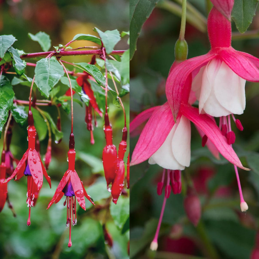 Fuchsia Hardy Plants A close-up photograph showcasing two varieties of fuchsia flowers. One cluster displays deep red and purple petals, while a single flower on the right boasts a striking contrast of pink and white. 1