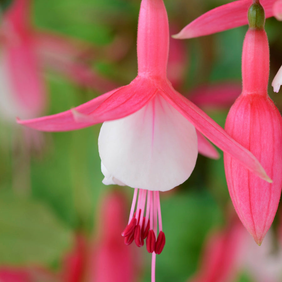 Fuchsia Hardy Plants A close-up photograph of a vibrant fuchsia flower with a white centre and pink petals, showcasing its intricate details and delicate structure. 3