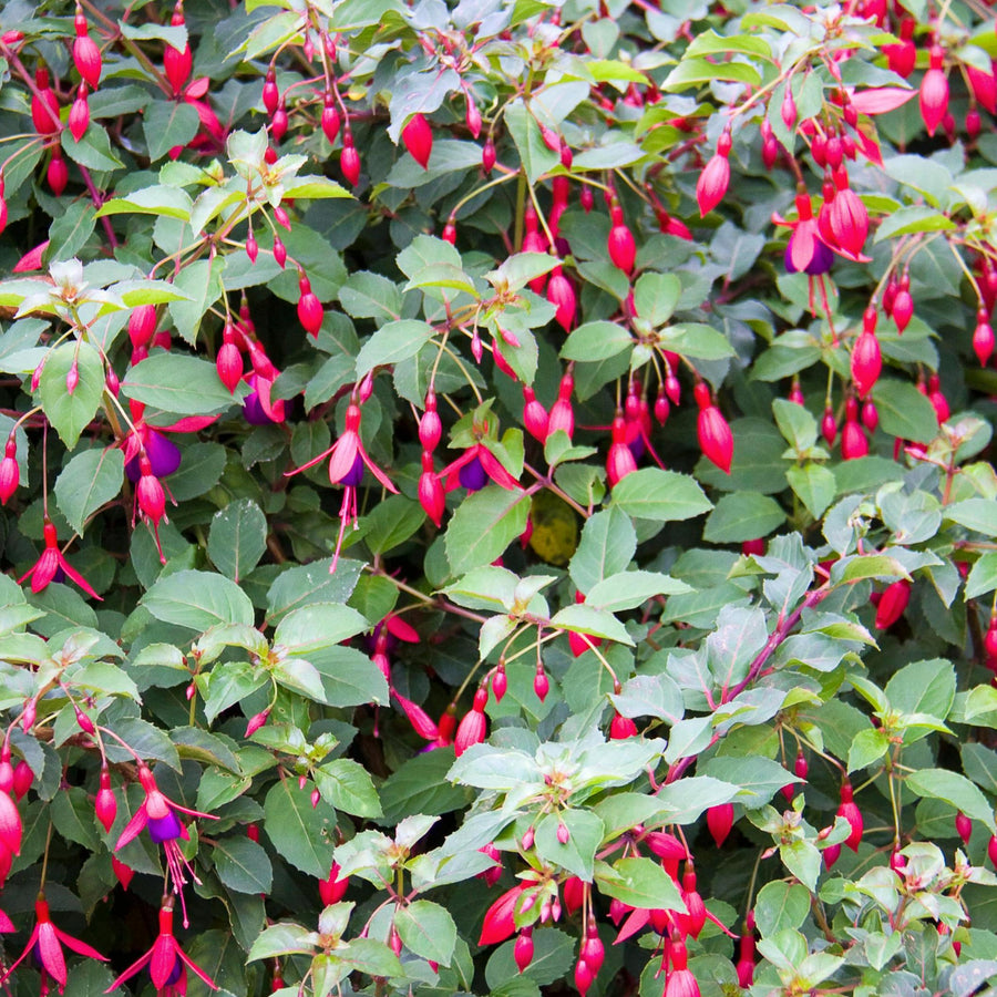 Fuchsia Hardy Plants A dense bush of Fuchsia with numerous red and purple flowers hanging amongst green leaves. 5