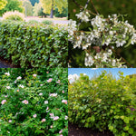 Horse Friendly Hedging Mix A collage of four horse-friendly hedging plants: top left shows a dense, neatly-trimmed hawthorn hedge; top right displays clusters of white blackthorn blossoms; bottom left features a wild dog rose shrub covered in soft pink flowers; bottom right shows a young hazel hedge with bright green rounded leaves. 1