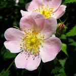 Horse Friendly Hedging Mix Close-up of a dog rose (Rosa canina) flower with soft pink petals and a yellow centre, growing on a horse-friendly hedge. 2