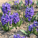 Hyacinth Adrian Purple Bulbs Hyacinth Adrian Purple Bulbs image3 3