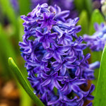 Hyacinth Adrian Purple Bulbs Hyacinth Adrian Purple Bulbs image4 4