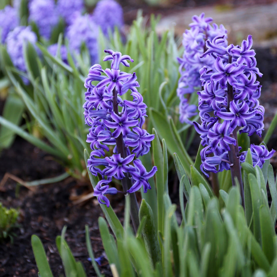 Hyacinth Blue Trophy Purple Bulbs Hyacinth Blue Trophy Purple Bulbs image3 2