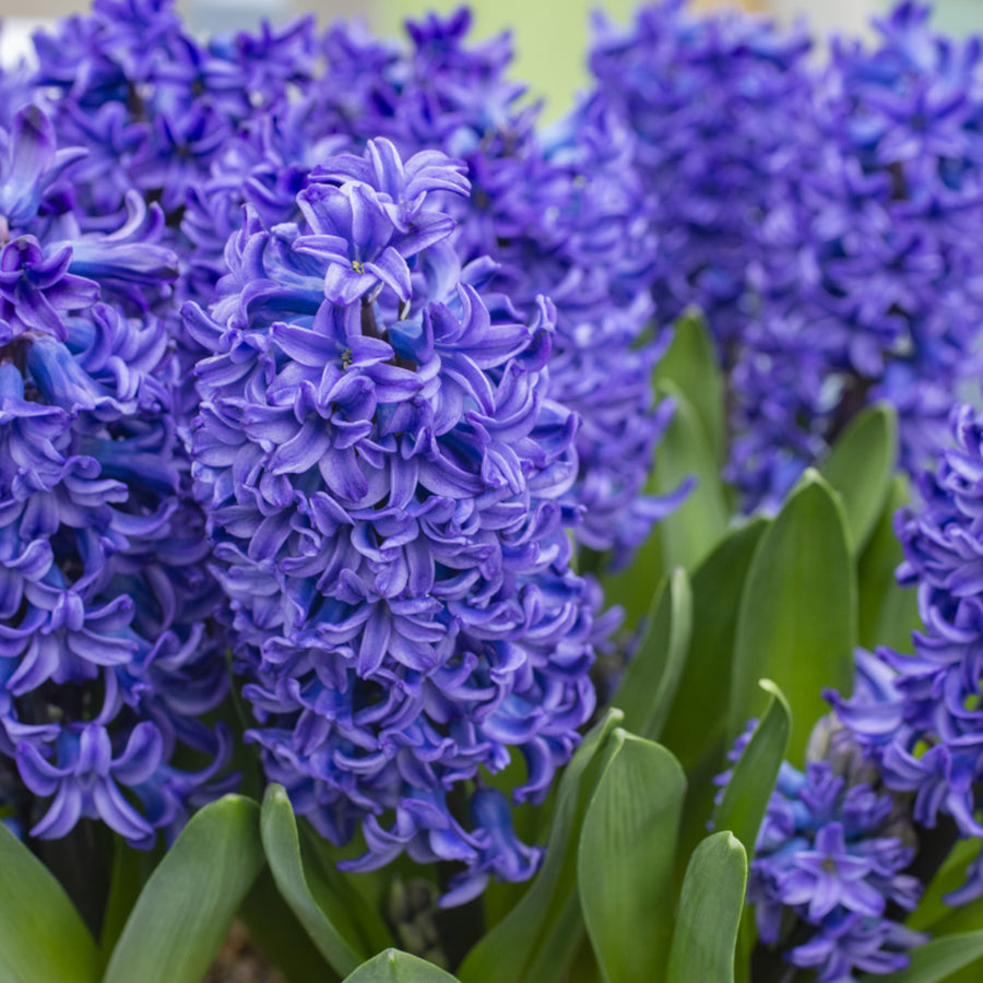 Hyacinth Blue Trophy Purple Bulbs Hyacinth Blue Trophy Purple Bulbs image4 3