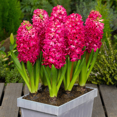 Hyacinth Jan Bos Red Bulbs image2