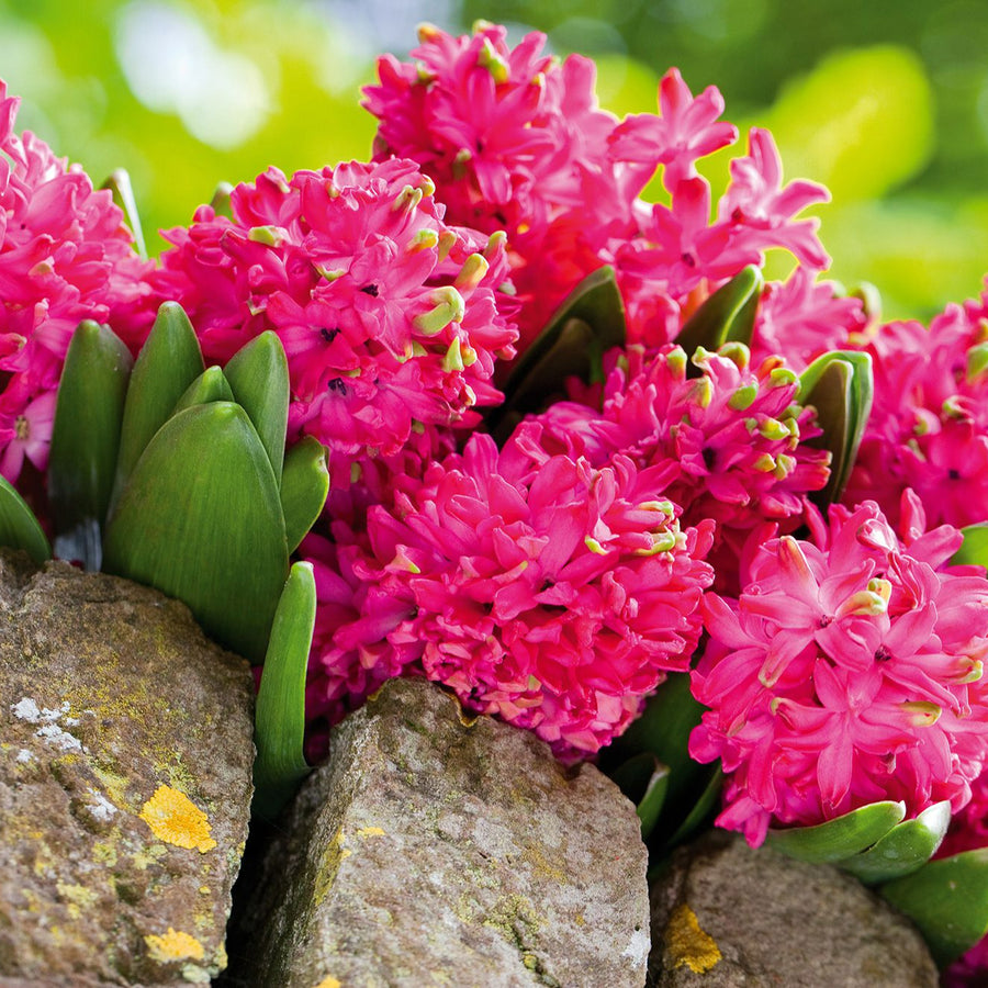 Hyacinth Jan Bos Red Bulbs Hyacinth Jan Bos Red Bulbs image1 3