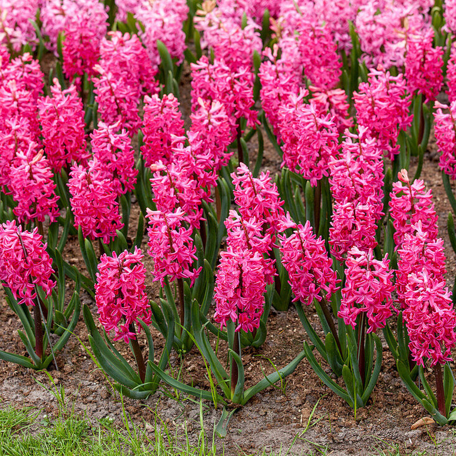 Hyacinth Jan Bos Red Bulbs Hyacinth Jan Bos Red Bulbs image4 2