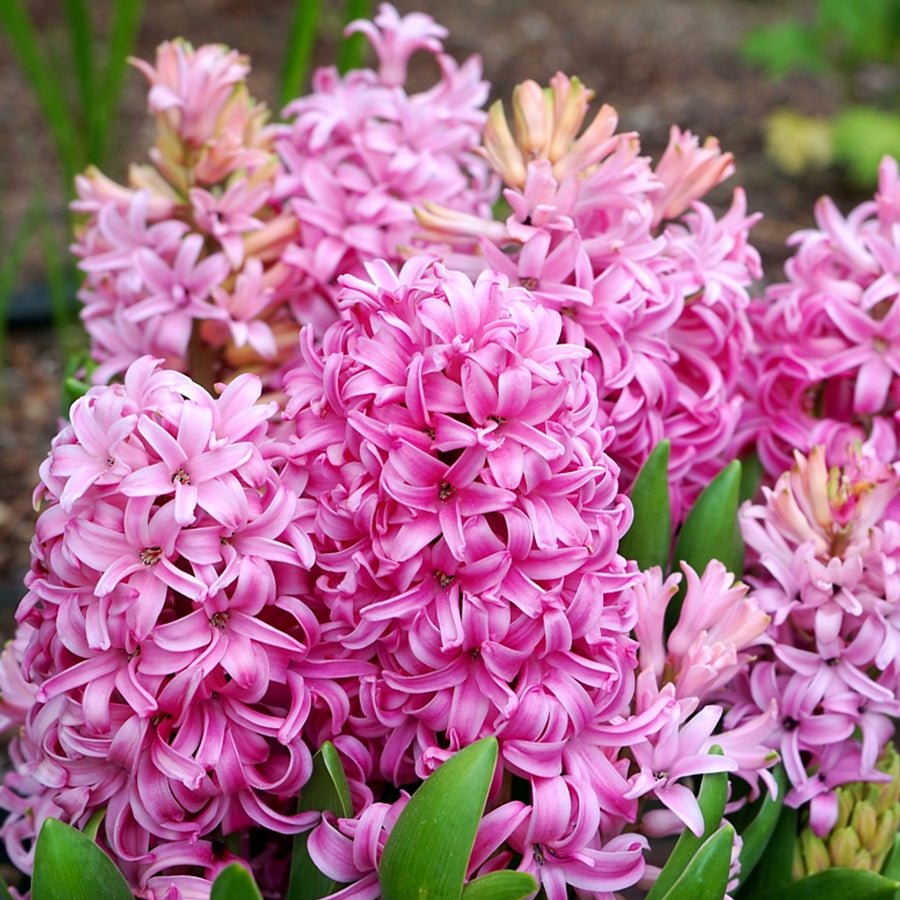 Hyacinth Pink Pearl Bulbs Hyacinth Pink Pearl Bulbs image1 2