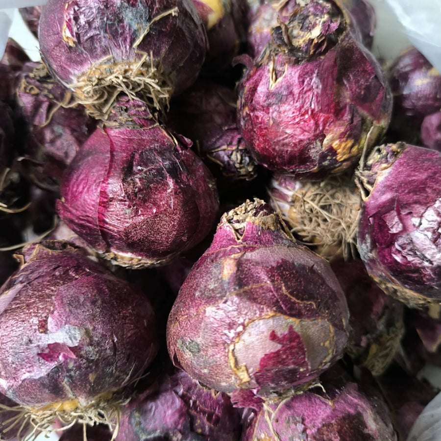 Hyacinth Pink Pearl Bulbs Hyacinth Pink Pearl Bulbs image2 4