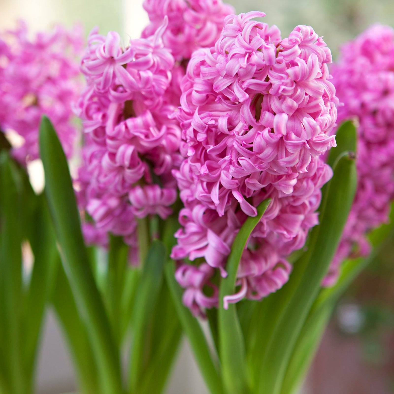 Hyacinth Pearl Bulbs