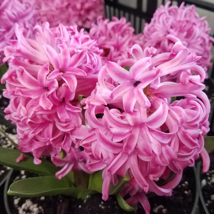 Hyacinth Pink Pearl Bulbs Hyacinth Pink Pearl Bulbs image4 3