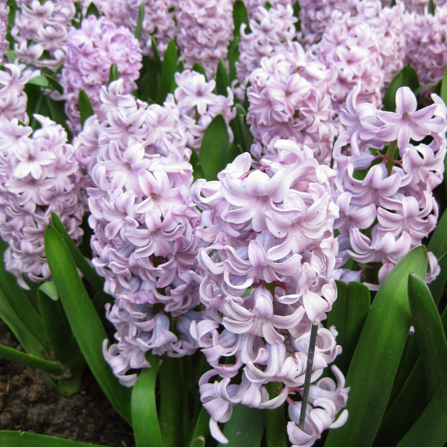 Hyacinth Pretty in Pink Bulb Mix Hyacinth Pretty in Pink Bulb Mix image3 3