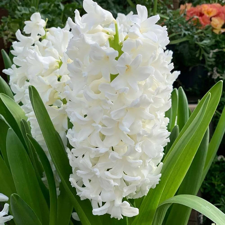 Hyacinth White Pearl Bulbs Hyacinth White Pearl Bulbs image1 1