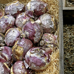 Hyacinth White Pearl Bulbs Hyacinth White Pearl Bulbs image2 2