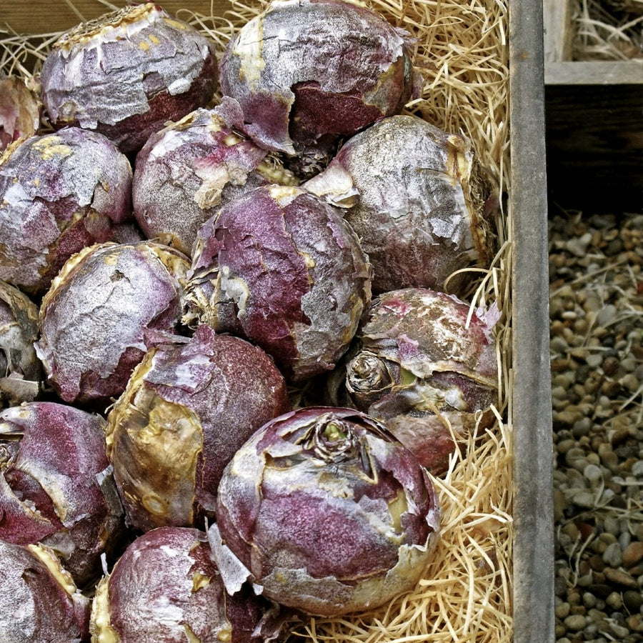 Hyacinth White Pearl Bulbs Hyacinth White Pearl Bulbs image2 2