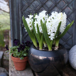 Hyacinth White Pearl Bulbs Hyacinth White Pearl Bulbs image4 4