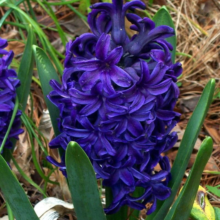 Hyacinth Peter Stuyvesant Blue Bulbs Hyacinth Peter Stuyvesant Blue Bulbs image2 2