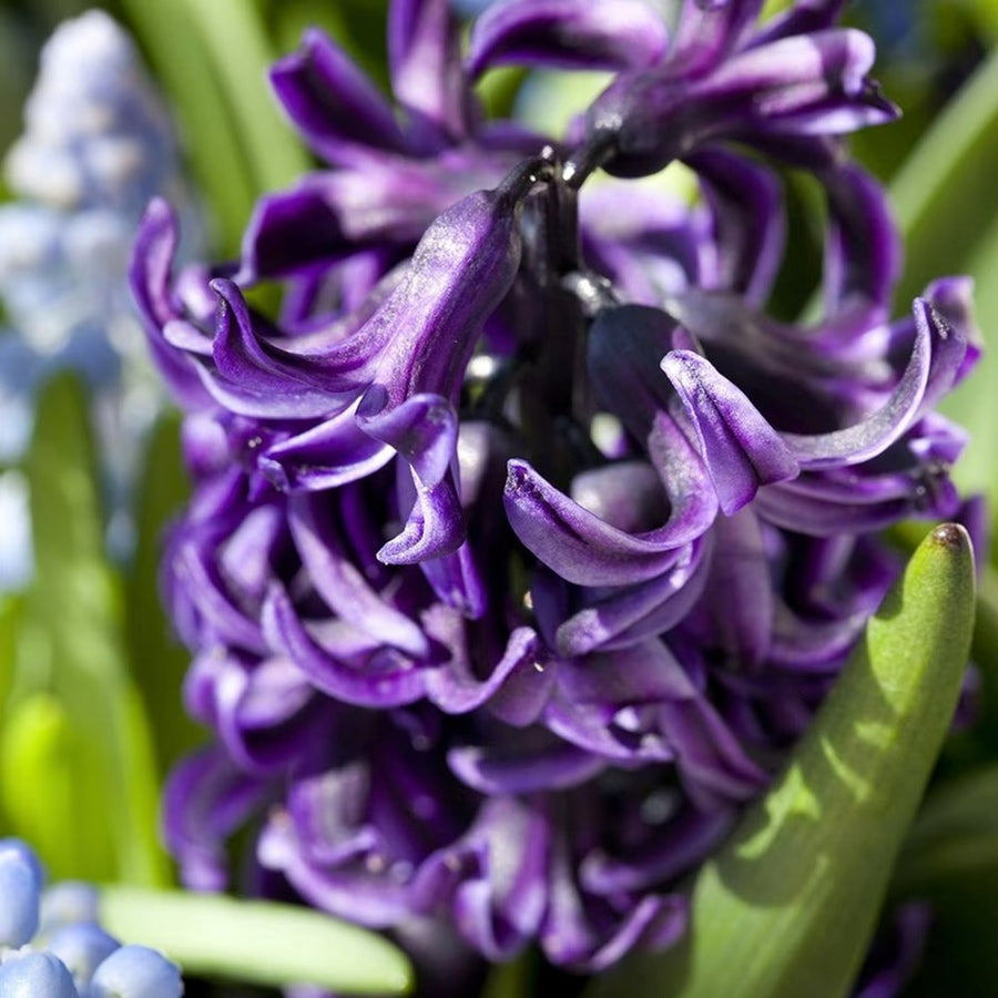 Hyacinth Peter Stuyvesant Blue Bulbs Hyacinth Peter Stuyvesant Blue Bulbs image4 4