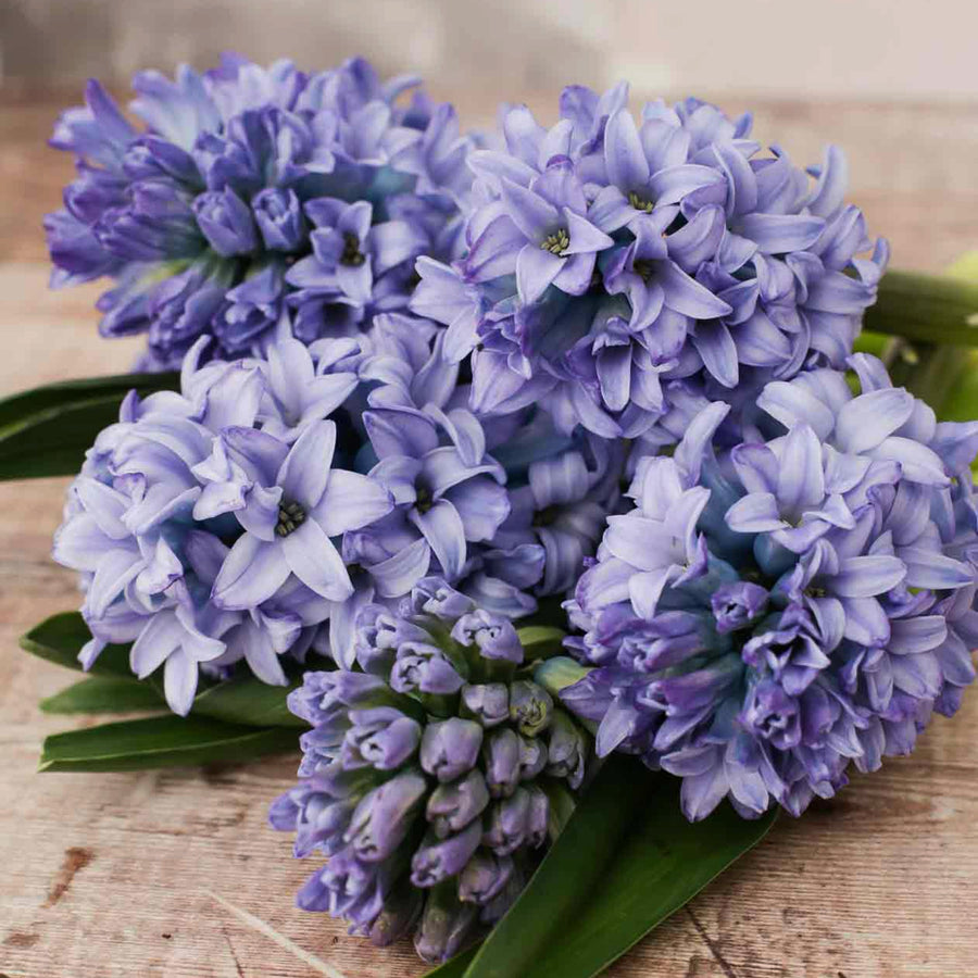 Hyacinth Rhapsody in Blue Bulb Mix Hyacinth Rhapsody in Blue Bulb Mix image2 2