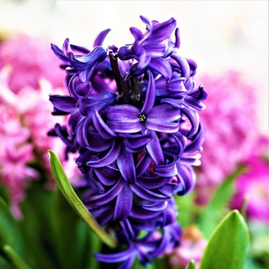Hyacinth Rhapsody in Blue Bulb Mix Hyacinth Rhapsody in Blue Bulb Mix image3 3