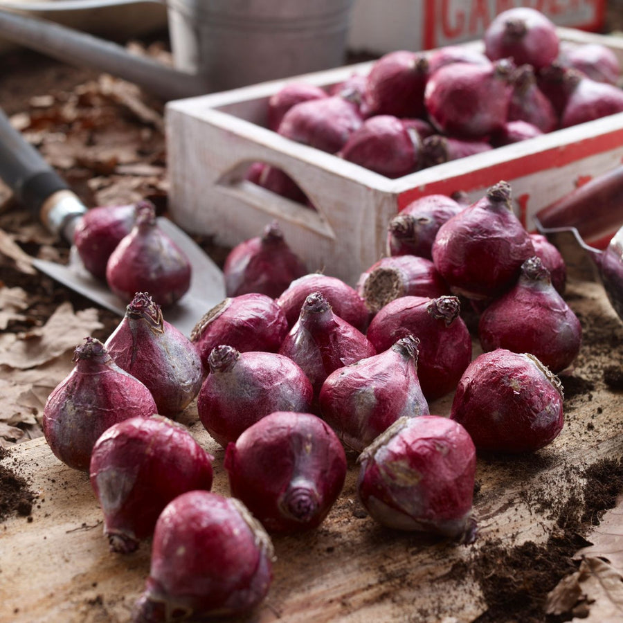Hyacinth Scarlet Pearl Red Bulbs Hyacinth Scarlet Pearl Red Bulbs image2 4
