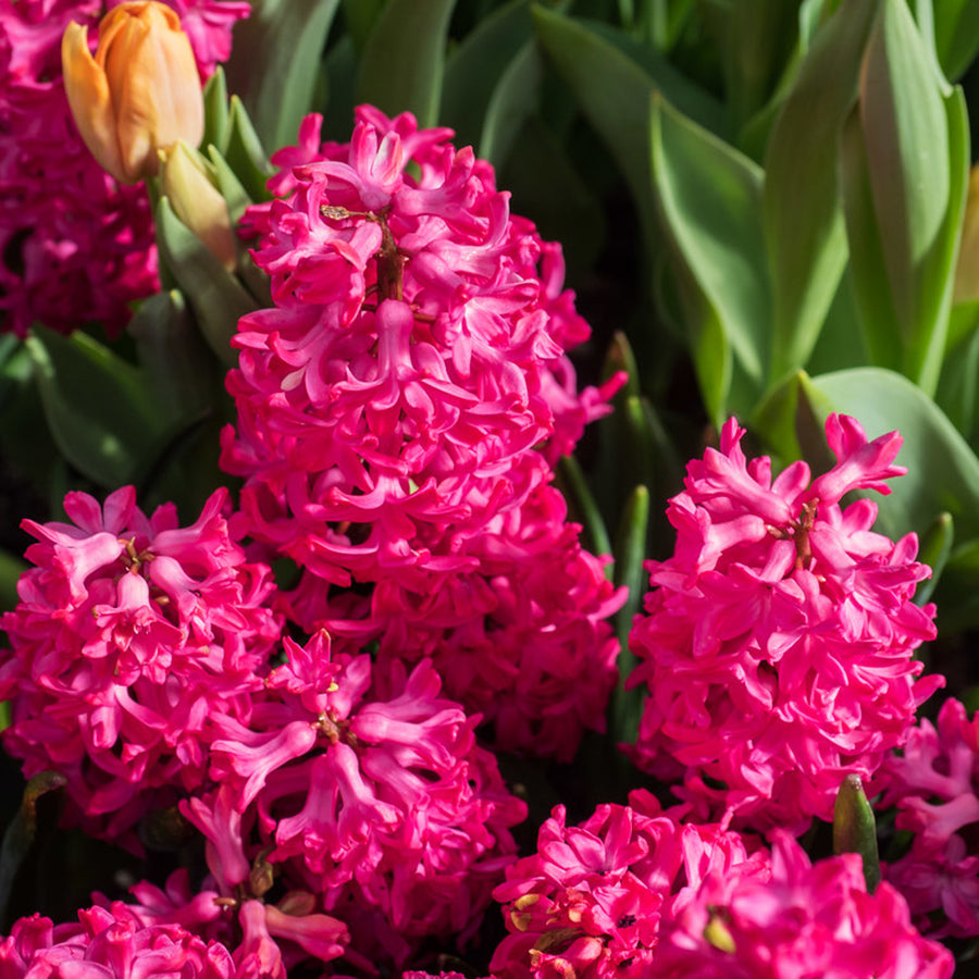 Hyacinth Scarlet Pearl Red Bulbs Hyacinth Scarlet Pearl Red Bulbs image4 3