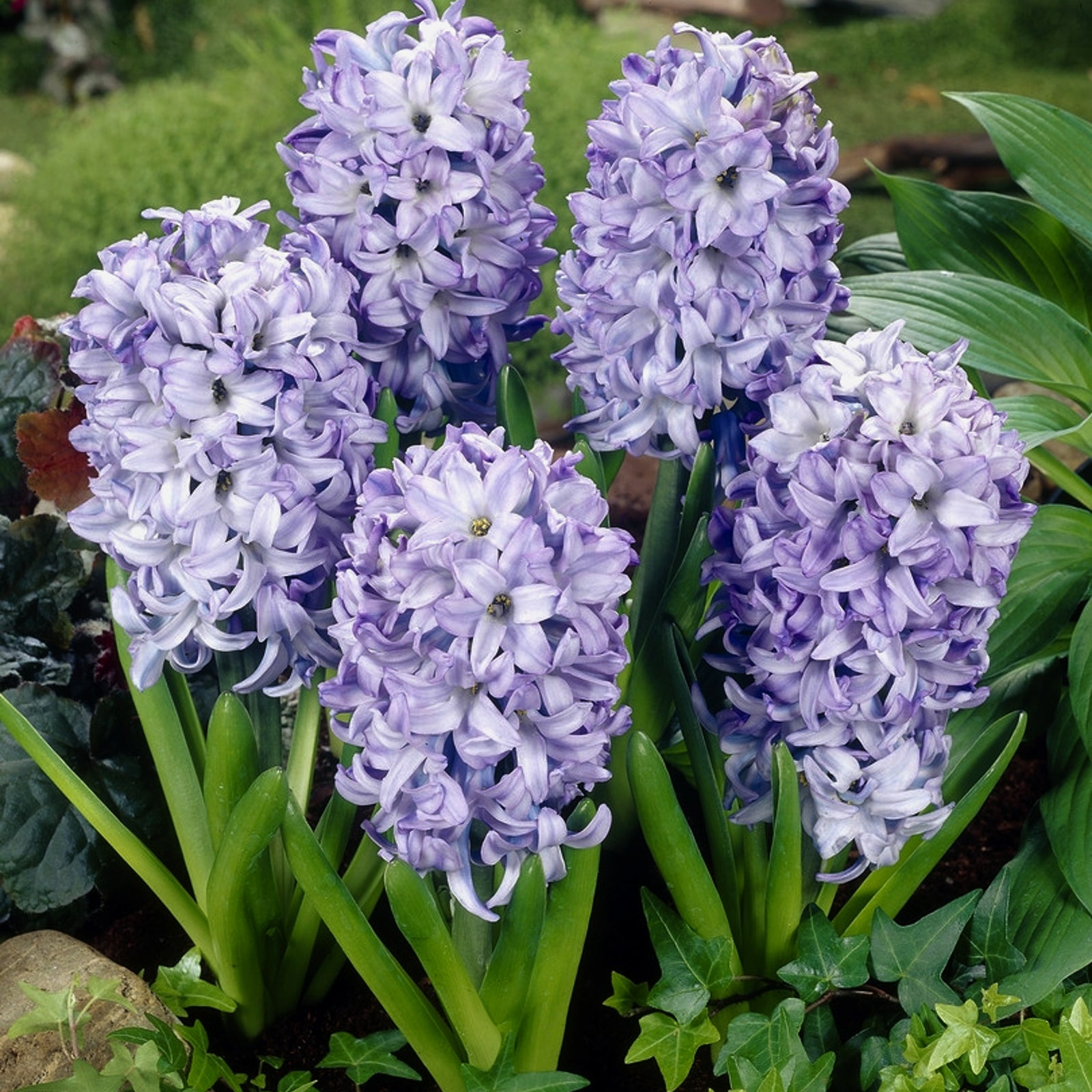 Hyacinth Sky Planet Pale Bulbs