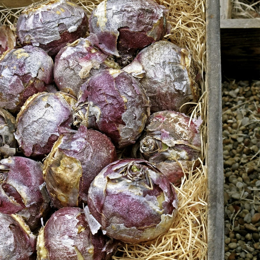 Hyacinth Sky Planet Pale Blue Bulbs Hyacinth Sky Planet Pale Blue Bulbs image2 2