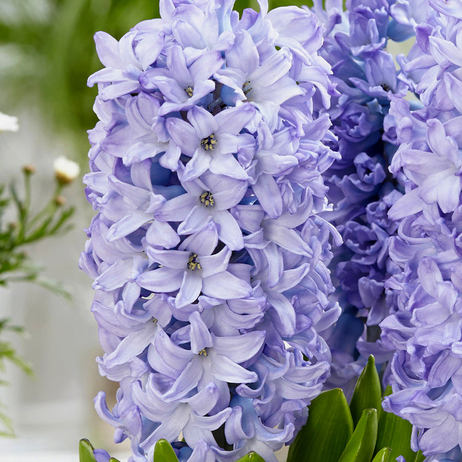 Hyacinth Sky Planet Pale Blue Bulbs Hyacinth Sky Planet Pale Blue Bulbs image3 3