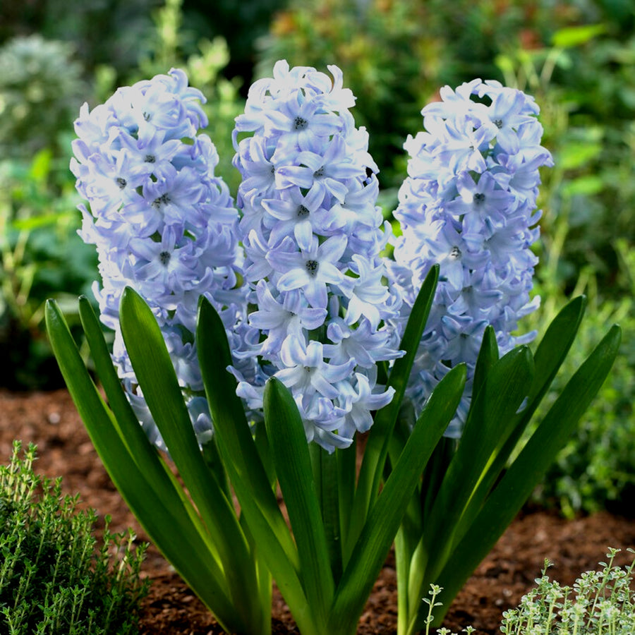 Hyacinth Sky Planet Pale Blue Bulbs Hyacinth Sky Planet Pale Blue Bulbs image4 4