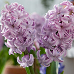 Hyacinth Top Hit Lilac Bulbs Hyacinth Top Hit Lilac Bulbs image1 1