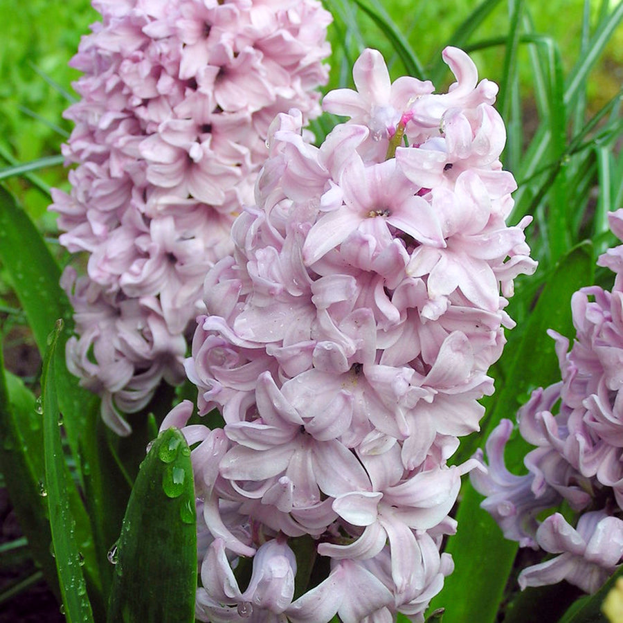 Hyacinth Top Hit Lilac Bulbs Hyacinth Top Hit Lilac Bulbs image3 2