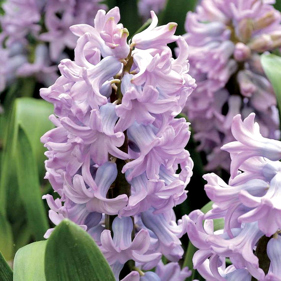 Hyacinth Top Hit Lilac Bulbs Hyacinth Top Hit Lilac Bulbs image4 3