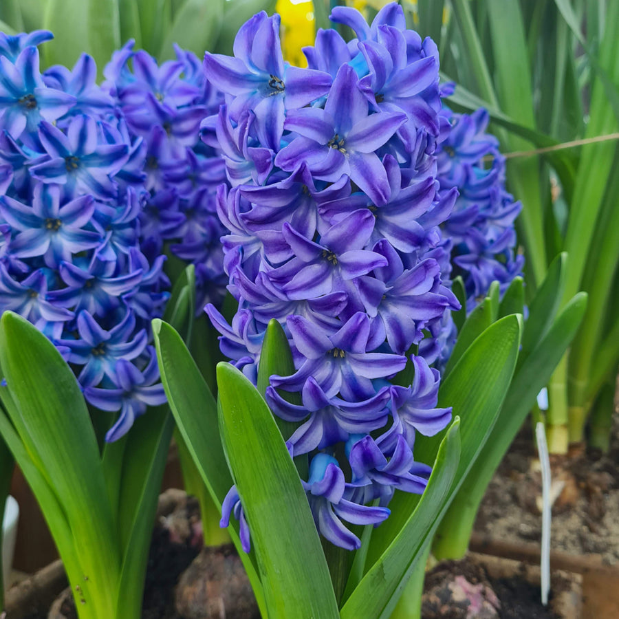 Hyacinth Traditional Bulb Mix Hyacinth Traditional Bulb Mix image2 2