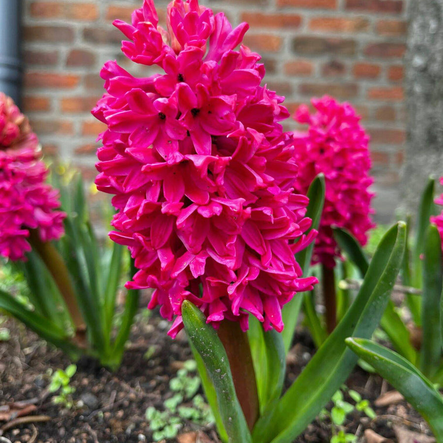 Hyacinth Traditional Bulb Mix Hyacinth Traditional Bulb Mix image3 3