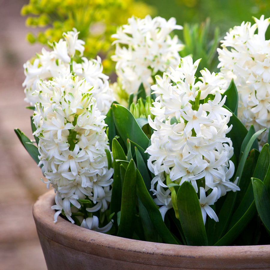 Hyacinth Traditional Bulb Mix Hyacinth Traditional Bulb Mix image4 4