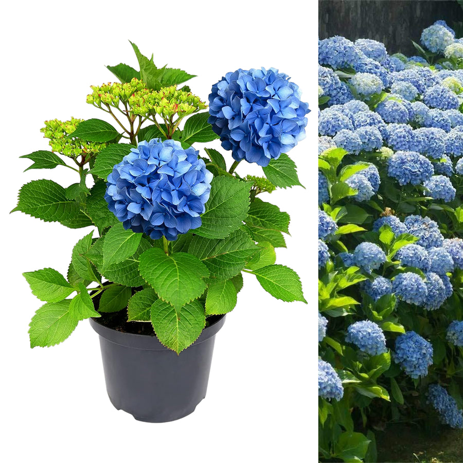 Blue Hydrangea Macrophylla Plant Large Blue Hydrangea Plant image1 2