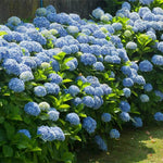 Hydrangea Macrophylla Plant  3