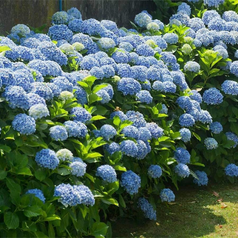 Hydrangea Macrophylla Plant  3